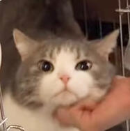 cat from animal shelter wayv’s yt video https://youtu.be/8t4hEMdlWxk